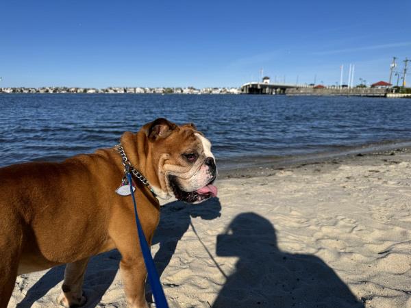 /Images/uploads/Long Island Bulldog Rescue/LIBR-2025-Calendar/entries/32171thumb.jpg